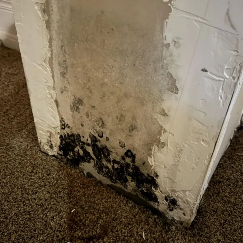 Professional Mold Removal in Gray County, TX